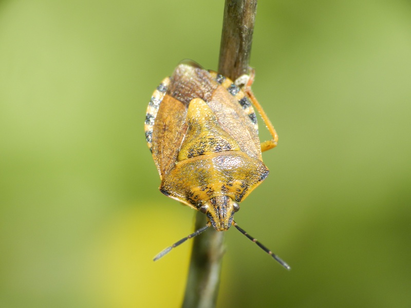 Grillon, sauterelle, demoiselles et autres insectes - Page 3 Punais10