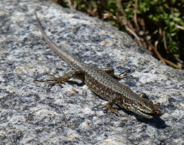 Podarcis muralis P1000910