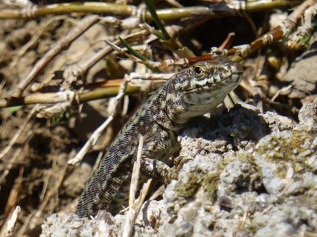 Podarcis muralis P1000911