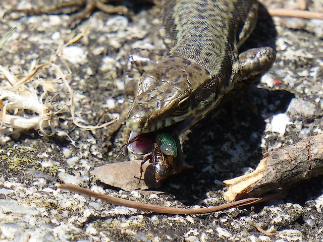 Podarcis muralis P1000912