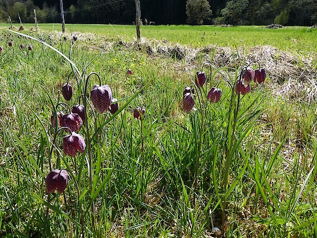 Fritillaria meleagris P1010211