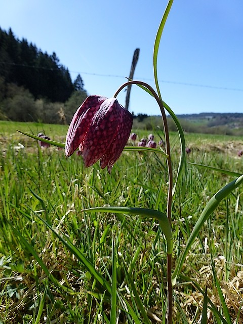 Fritillaria meleagris P1010215