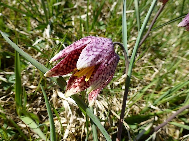 Fritillaria meleagris P1010216
