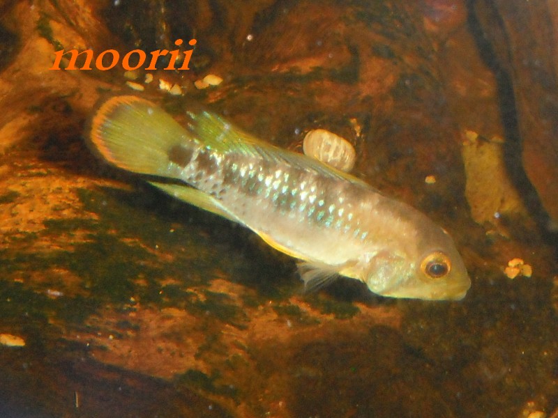 Apistogramma baenschi - Page 2 8310