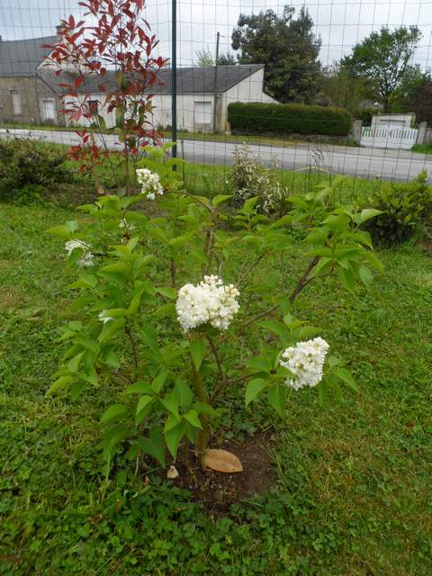 Les fleurs de mon jardin - Page 3 00312