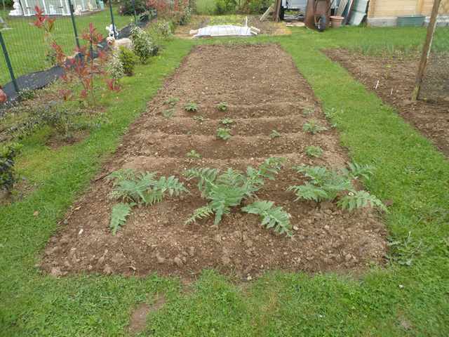 Mon nouveau potager 0041610