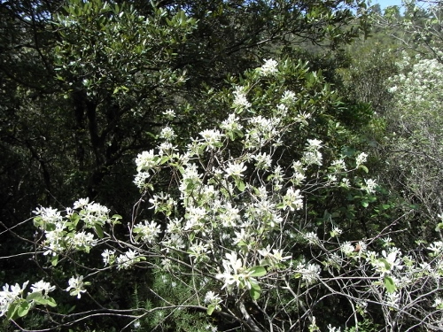 Amelanchier ovalis - amélanchier Amylan10