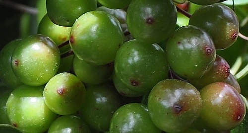 Smilax aspera - fruits [devinette] Corse_14
