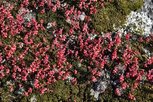 sedum caerulea - Sedum caeruleum - orpin bleu Corse_32