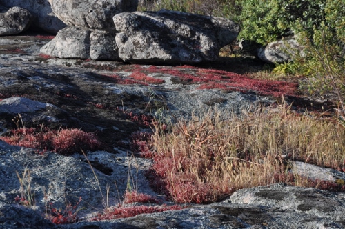 sedum caerulea - Sedum caeruleum - orpin bleu Corse_34