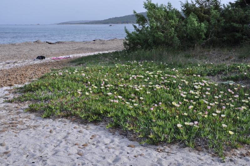 (20) flore du littoral sud-est de la Corse Corse_61