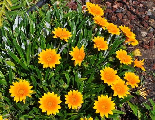 le joli mois de mai des fous jardiniers - Page 7 Jardin34