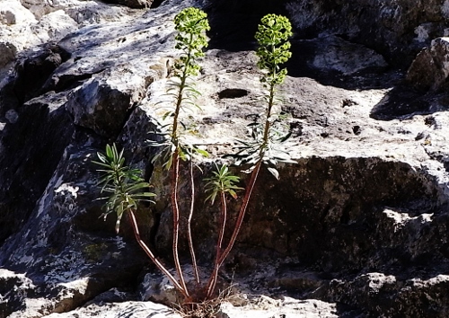 polypodium cambricum - flore des vieux murs, rochers  et rocailles naturelles - Page 6 Rimg1116