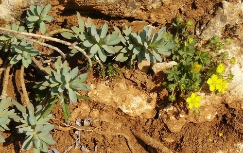 Euphorbia myrsinites  - euphorbe de Corse, euphorbe faux-myrte Siou_b10