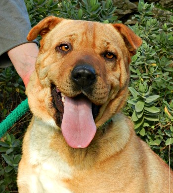 Hi  Touy xsharpei 3 ans (13) SPA de Salon de Provence  Hi-tou11