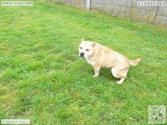 Soleil xbouldogue  sharpei 7 ans  9 mois Refuge de Cointe  M-114011