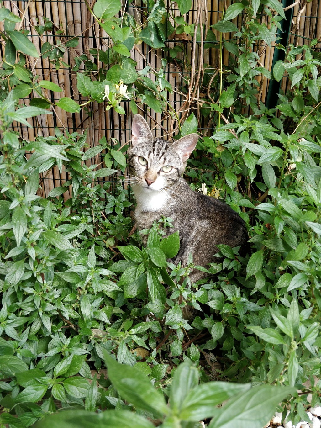 ORION, européen tabby et blanc, 1 an, mâle Img_2018