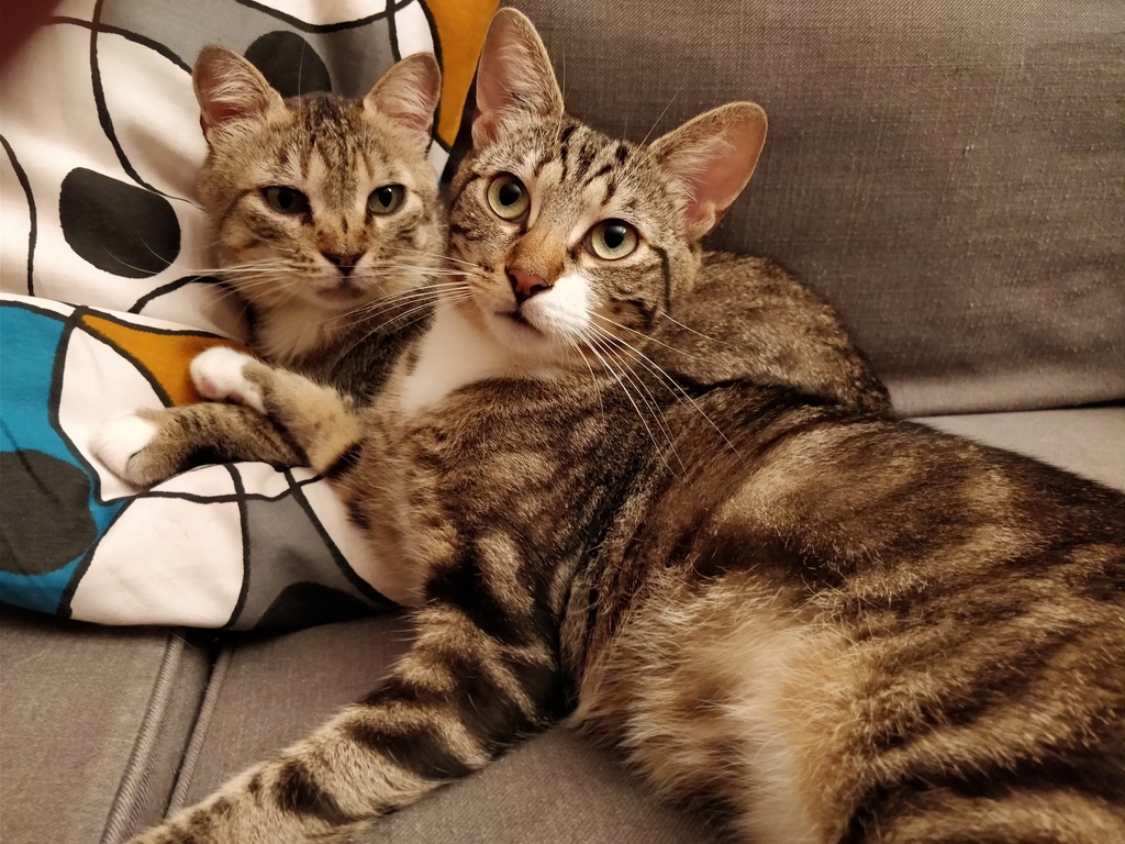 ORION, européen tabby et blanc, 1 an, mâle Img_2019