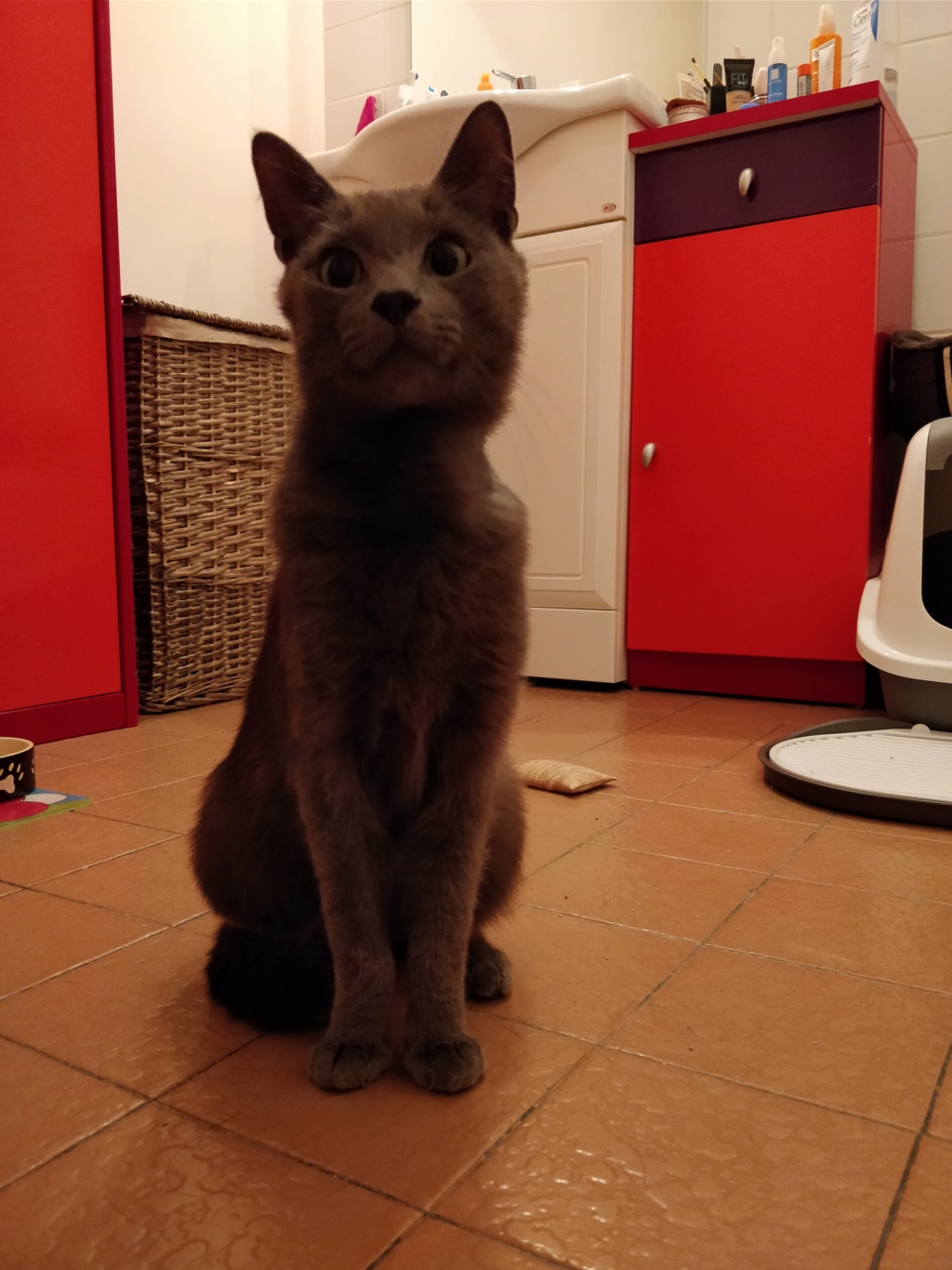 ALADIN, chat mâle bleu magnifique, 1,5 ans Img_2128