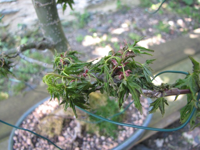 plant acer shishigashira pour formation en bonsai - Page 5 Img_6111