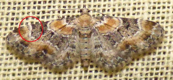 eupithecia - Eupithecia pulchellata et Eupithecia linariata Eupith10