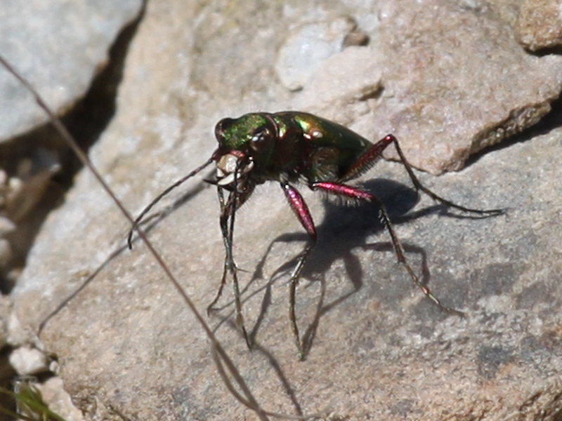 [Cicindela campestris] Cicindèle champêtre - Page 2 Img_5711