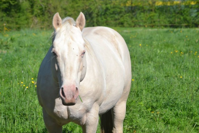 Fantastic Powder Bar : Femelle Quarter Horse Fondation 10014510