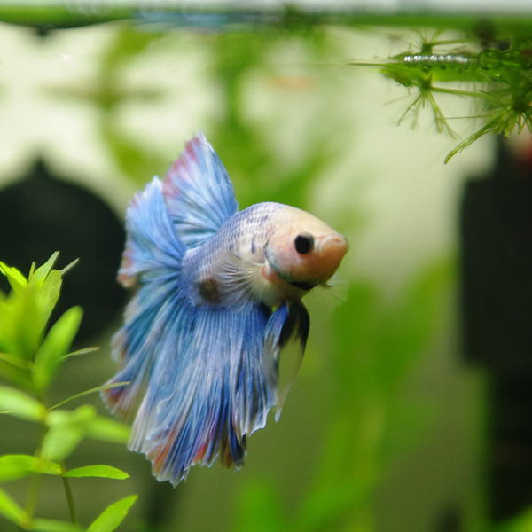 Quel nom de couleur pour mon Betta ? 311