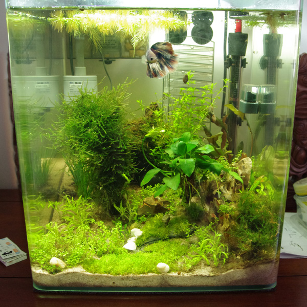 Nano 30L planté A110