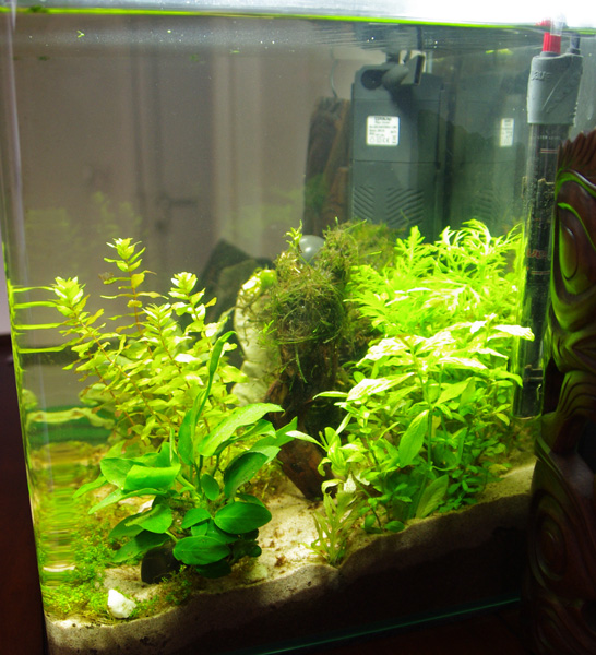 NanoCube 30 L planté Droite10