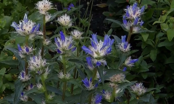 Campanule glomerata Campan10