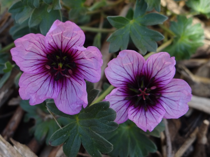 Geranium vivace  - Page 2 Dsc02775