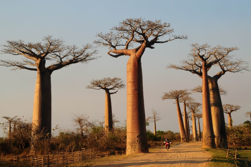 Passion botanique Baobab10