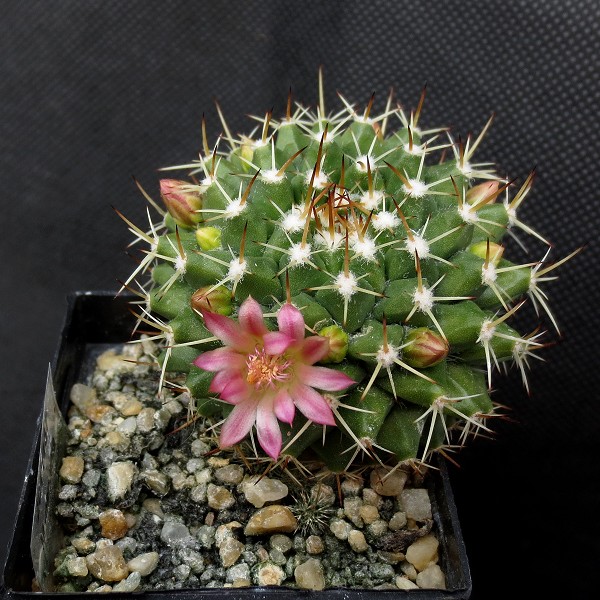 Mammillaria magnimamma Mammil13