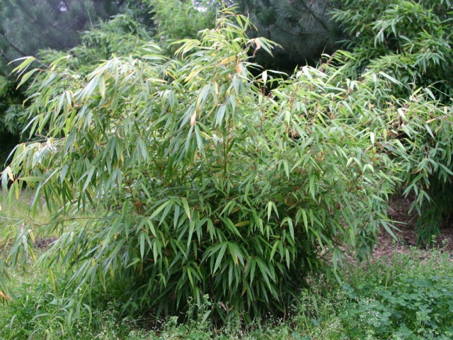 Bambous (fargesia rufa) 107_6-10