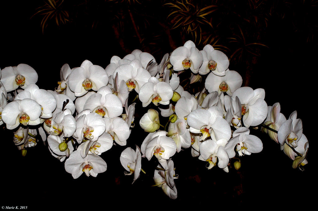 Orchidées 16894810