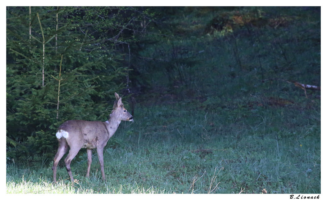 Visite au bout du jardin... Chev0214