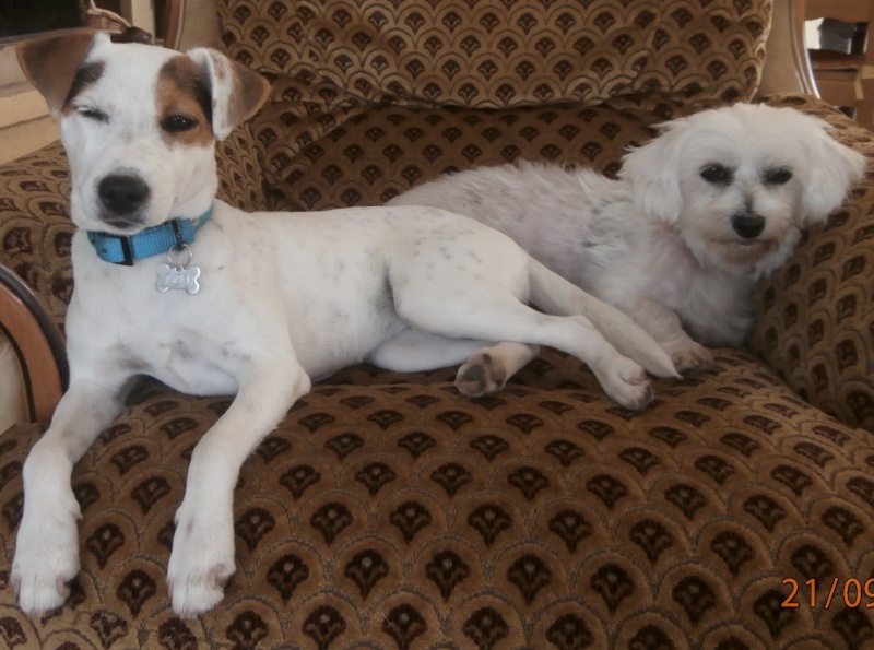 Aprioris sur les jack russell et les parson russell - Page 2 09-20110