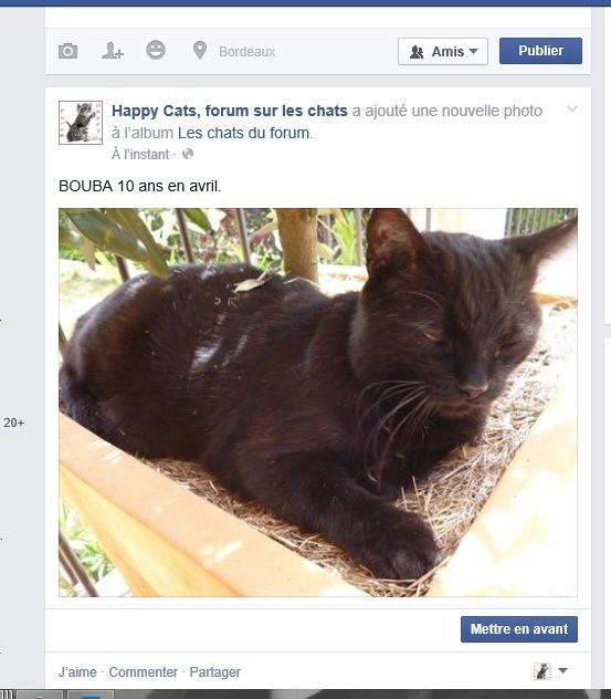 vos photos  de chats sur Facebook - Page 2 Captur11