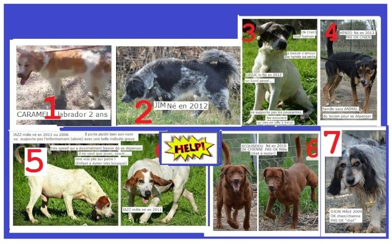 pierrelatte - HELP 50 chiens sont en URGENCE fermeture du refuge de pierrelatte 26700  - le 28 avril 2015 Aa11