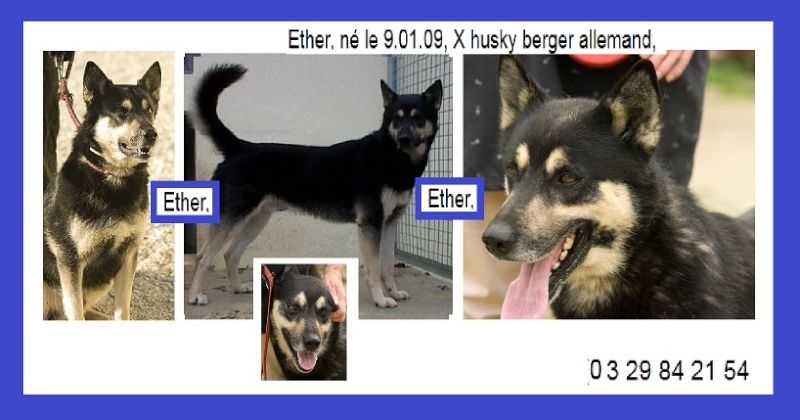 Ether, magnifique jeune x husky/berger allemand né en 2009 - Page 3 Captur14