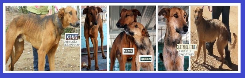 KING - x galgo/berger 3 ans - Asso Une Histoire de Galgos - Espagne  Captur15