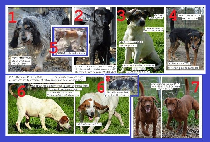 HELP 50 chiens sont en URGENCE fermeture du refuge de pierrelatte 26700  - le 28 avril 2015 Captur21