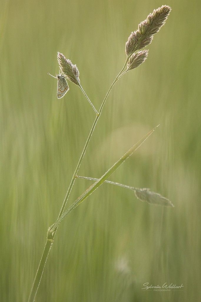 Lumière du matin Img_7020