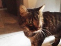 appel à dons ecole du chat valmont (57) [edit 12/03/15] Kira10