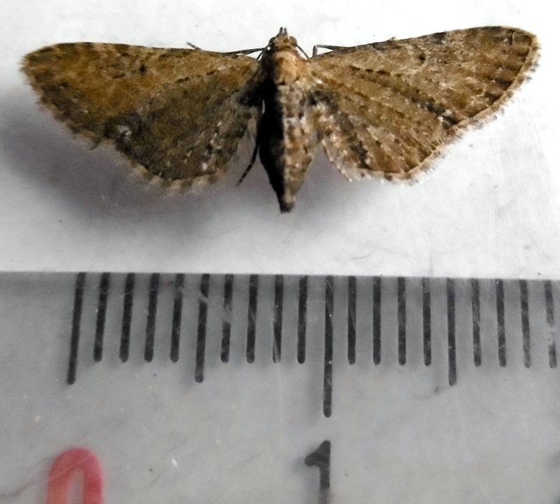 eupithecia - petit marron inconnu[Eupithecia vulgata] P1000610