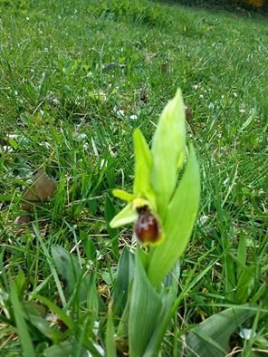 Les petites merveilles du jardin 11000611