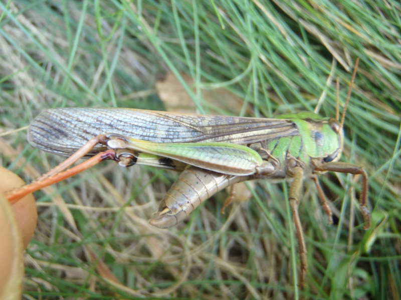 [Locusta migratoria] Bientôt les 7 plaies d'Egypte ? Pa292112