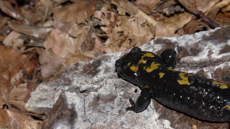 Quelques photos de certains de mes animaux principalement du genre Salamandra P1020316