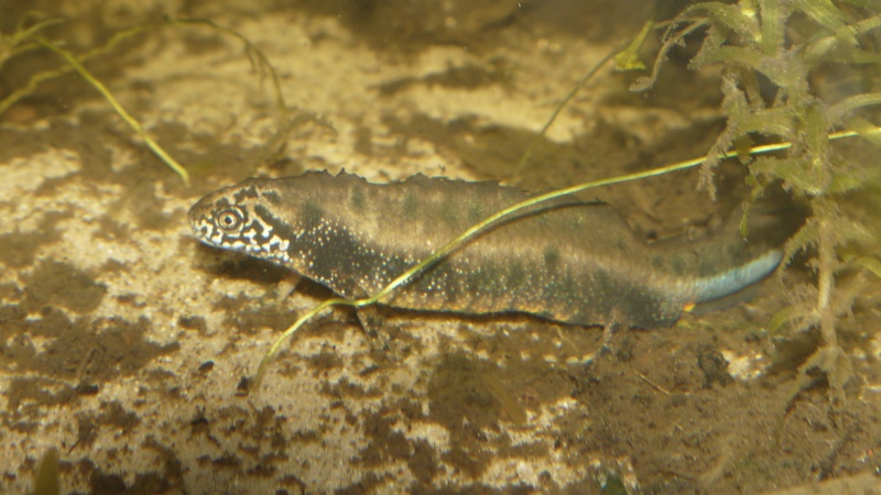 Quelques photos de certains de mes animaux principalement du genre Salamandra P1020419